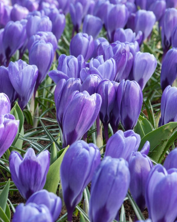 Large Flowering Crocus Blue Ocean