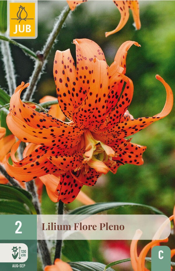 2 Lilium Flore Pleno 14/16