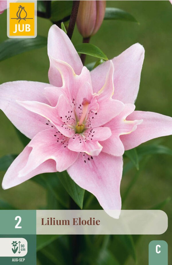2 Lilium Elodie 14/16