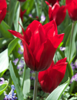 Lily Flowering Tulip Pretty Woman