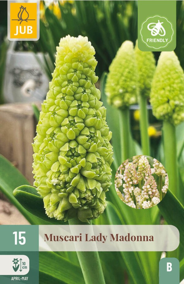 15 Muscari Lady Madonna 7/8