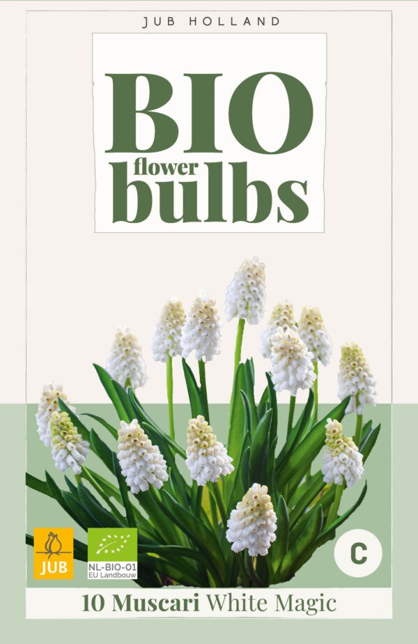 10 Bio Muscari White Magic 6/7