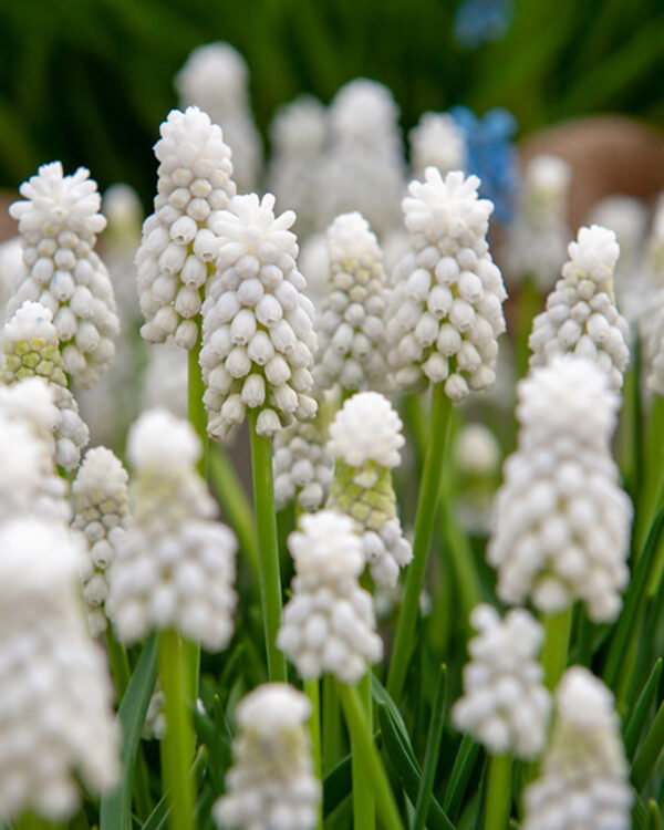 Muscari White Magic
