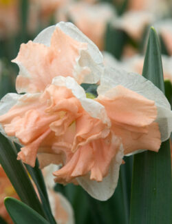 Daffodil Split Corona Apricot Whirl