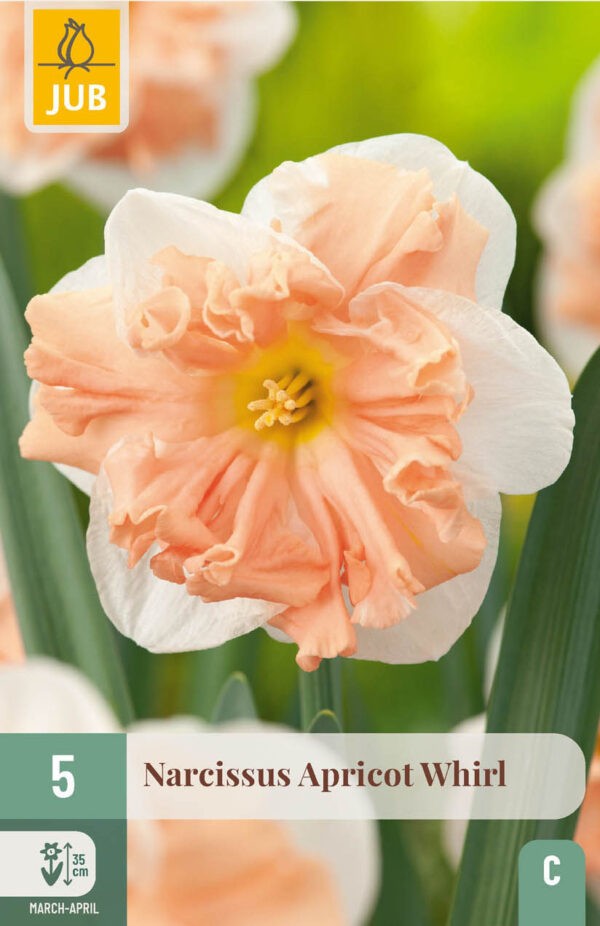 5 Narcissus Apricot Whirl 12/14