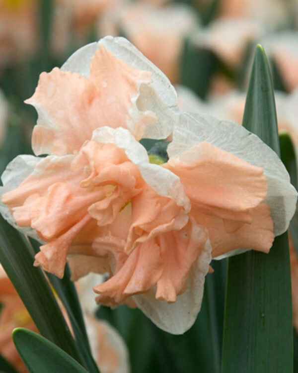 Daffodil Split Corona Apricot Whirl