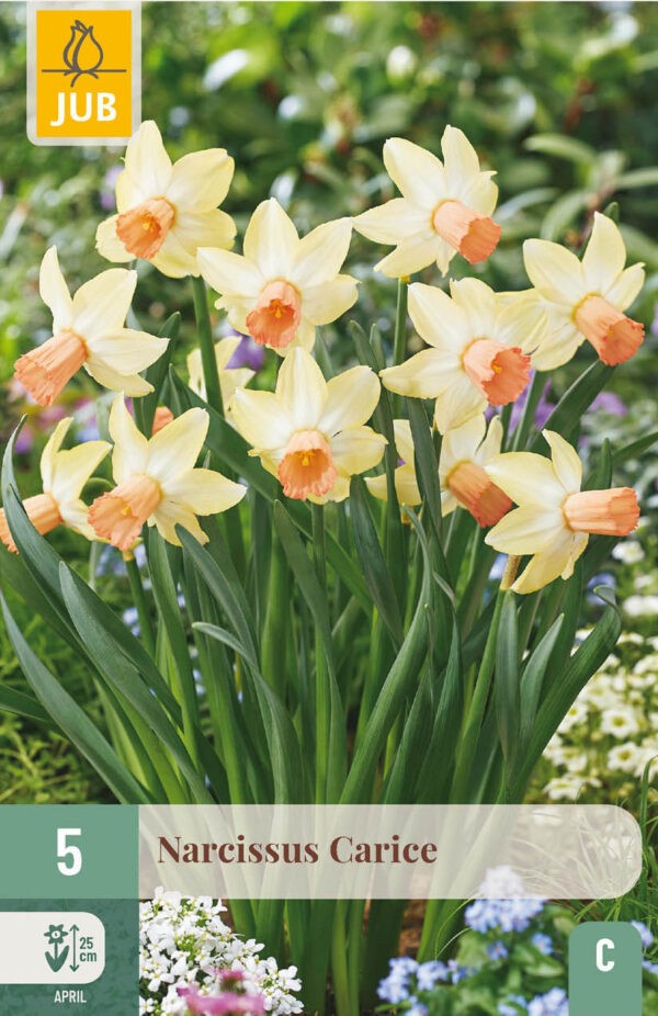 5 Narcissus Carice 12/14