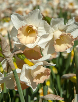 Narcissus Botanical Cosmopolitan