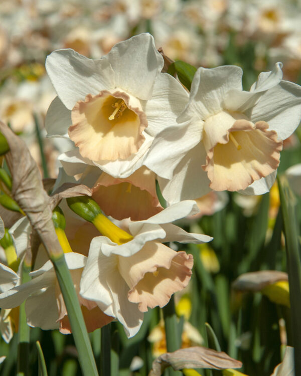 Narcissus Botanical Cosmopolitan