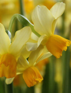 Narcissus Botanical Eaton Song