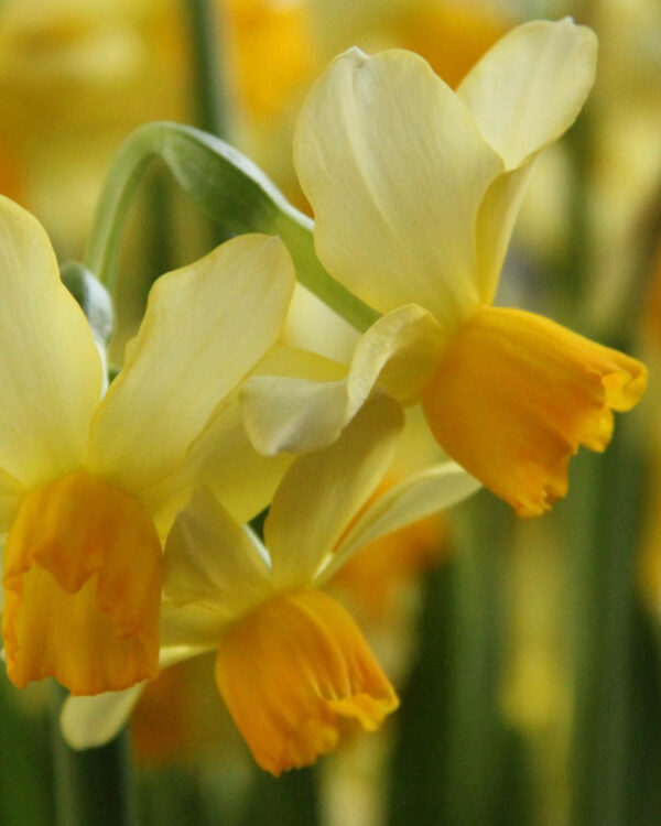 Narcissus Botanical Eaton Song