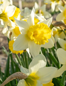 Daffodil February Silver