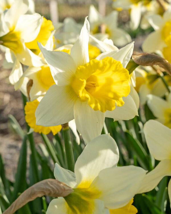 Daffodil February Silver