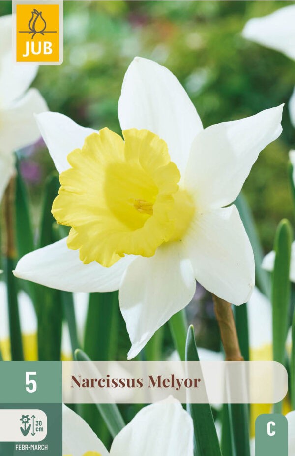 5 Narcissus Melyor 12/14