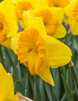 Daffodil Pride of Lions