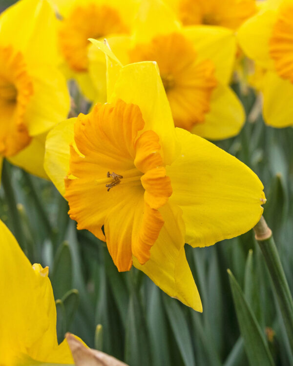 Daffodil Pride of Lions