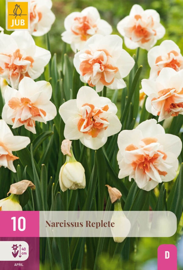 10 Narcissus Replete 10/12