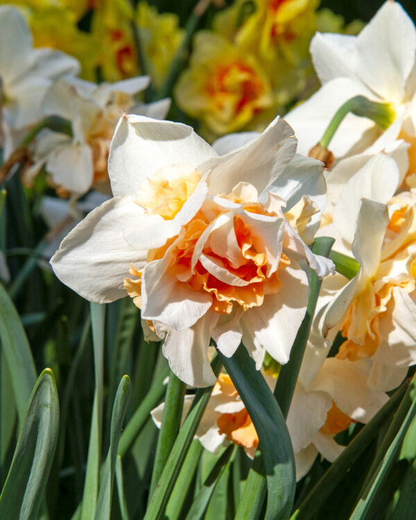Organic Narcissus Replete