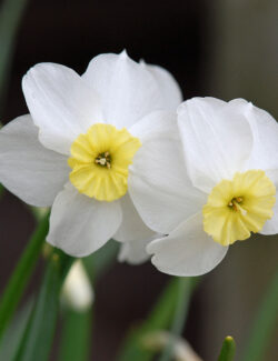 Narcissus Botanical Segovia