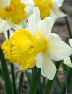 Narcissus Victoria (Ellen)