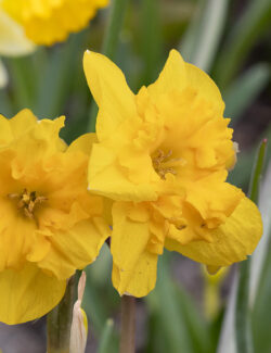 Daffodil Split Corona Yellow Parrot
