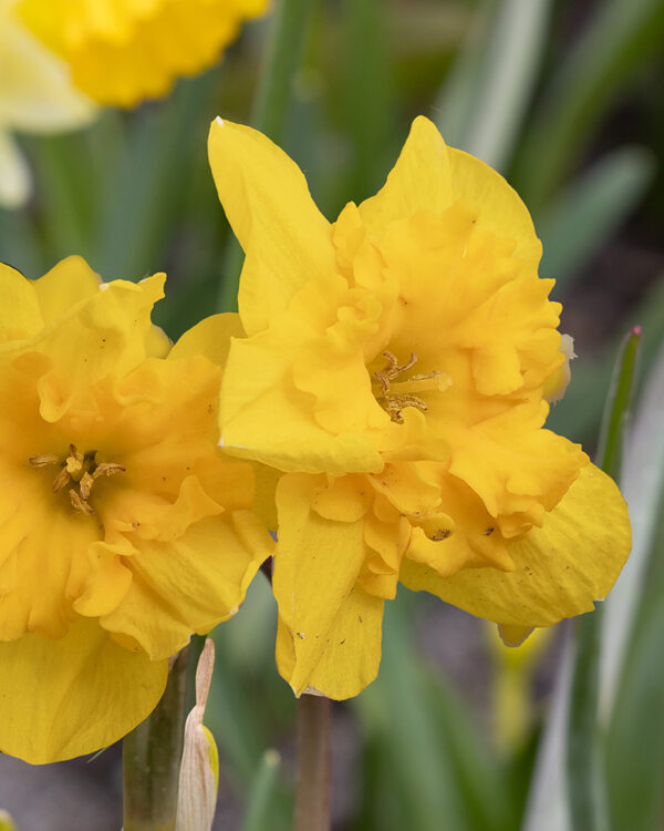 Daffodil Split Corona Yellow Parrot