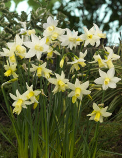 Narcissus Botanical Toto