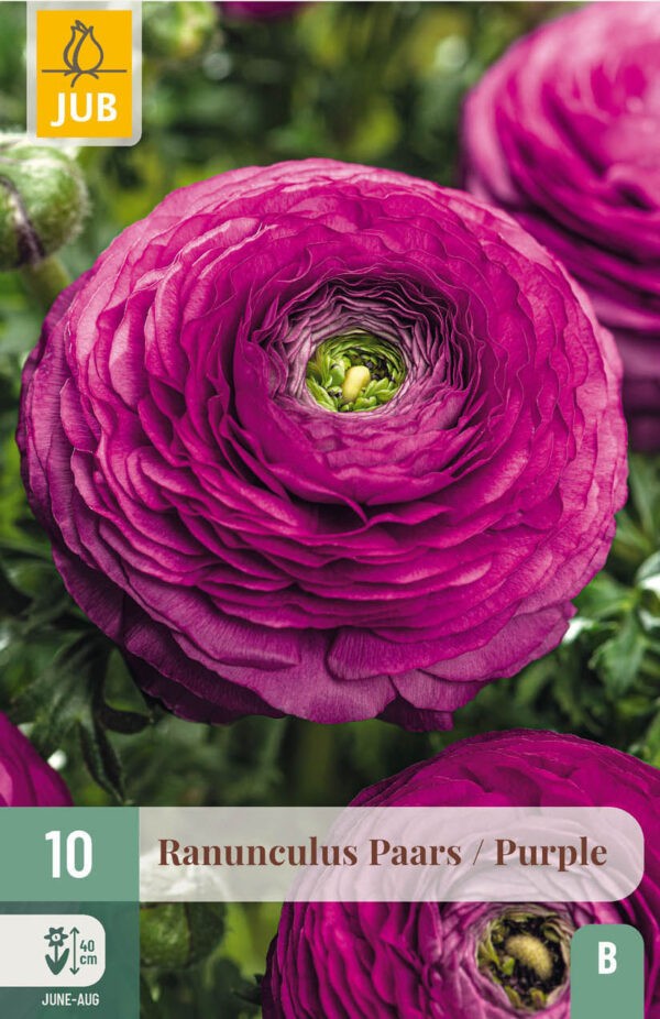 10 Ranunculus Purple 6/7