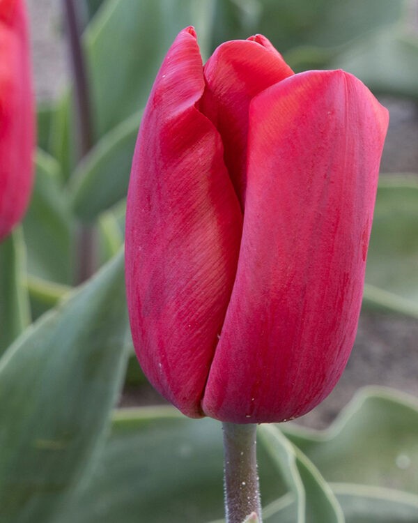 Tulip Red Paradise