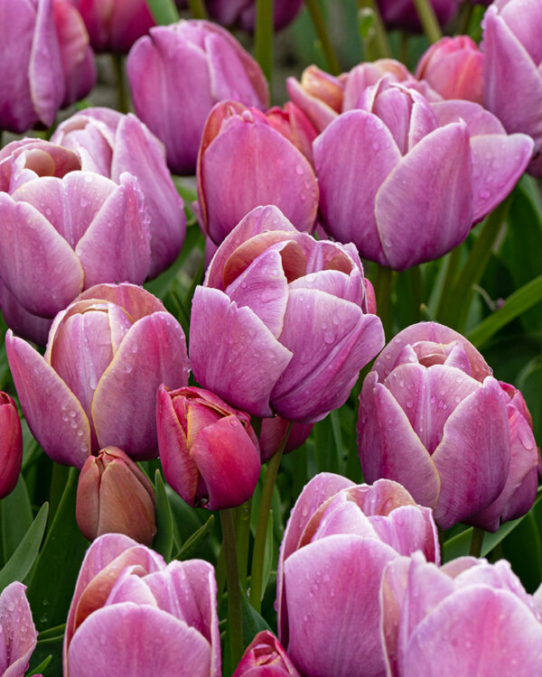 Multiflora Tulip Blue Heaven