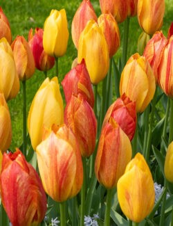 Single Late Tulip Rhapsody of Smiles