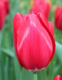 Single Late TulipYosemite