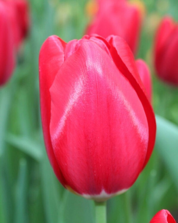 Single Late TulipYosemite