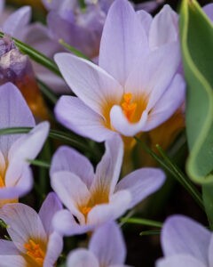 Specie etruscus Crocus Rosalind