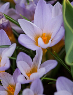 Specie etruscus Crocus Rosalind