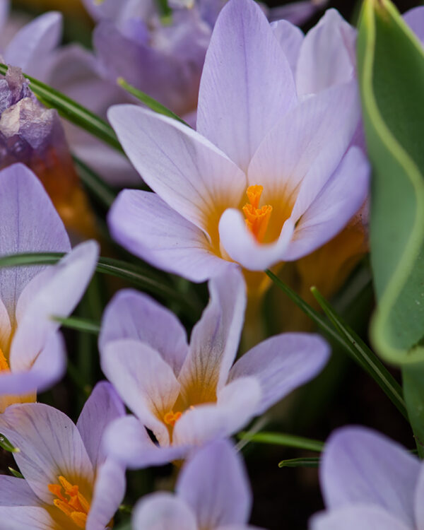 Specie etruscus Crocus Rosalind