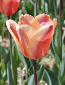 Triumph Tulp Apricot Fox