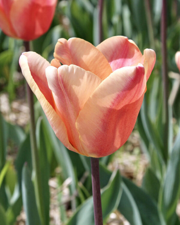 Triumph Tulp Apricot Fox