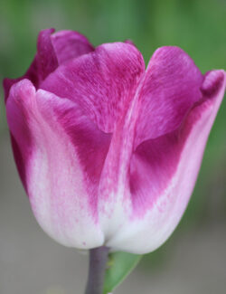 Triumph Tulip Shiun