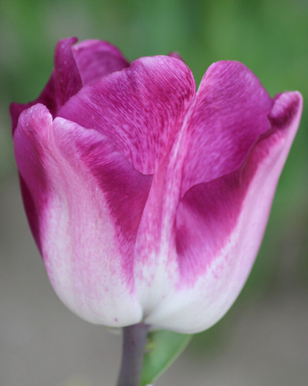 Triumph Tulip Shiun