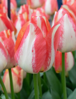 Triumph Tulip Spryng Sunrise