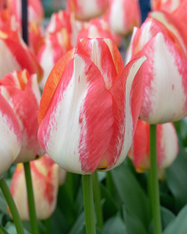 Triumph Tulip Spryng Sunrise