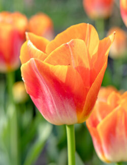 Triumph Tulp Sunrise Dynasty