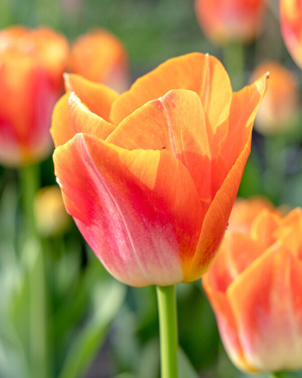 Triumph Tulp Sunrise Dynasty
