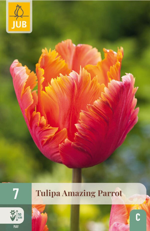 7 Tulip Amazing Parrot 11/12