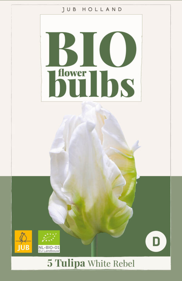 5 Bio Tulip White Rebel 11/+