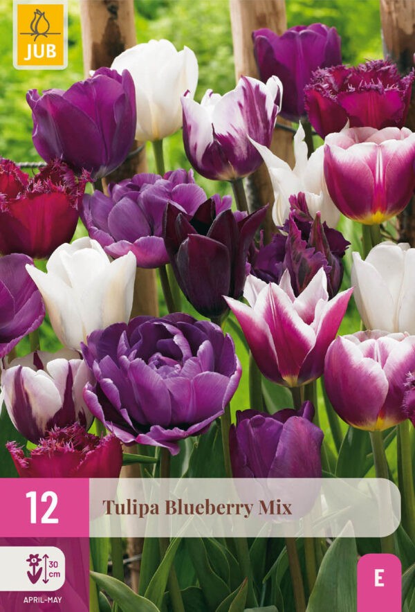 12 Tulip Blueberry Mix 11/12