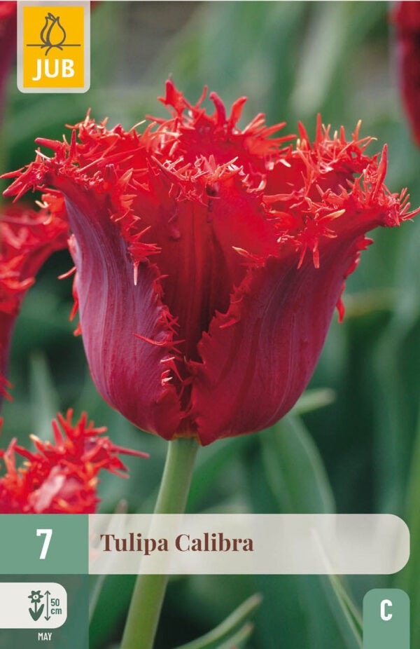 7 Tulip Calibra 11/12