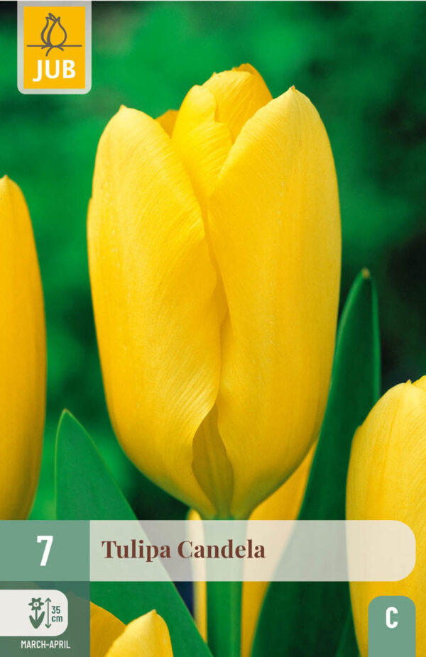 7 Tulip Candela 11/12