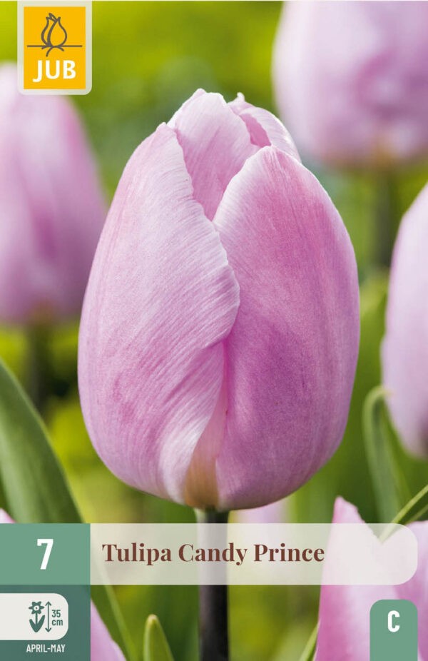7 Tulip Candy Prince 11/12